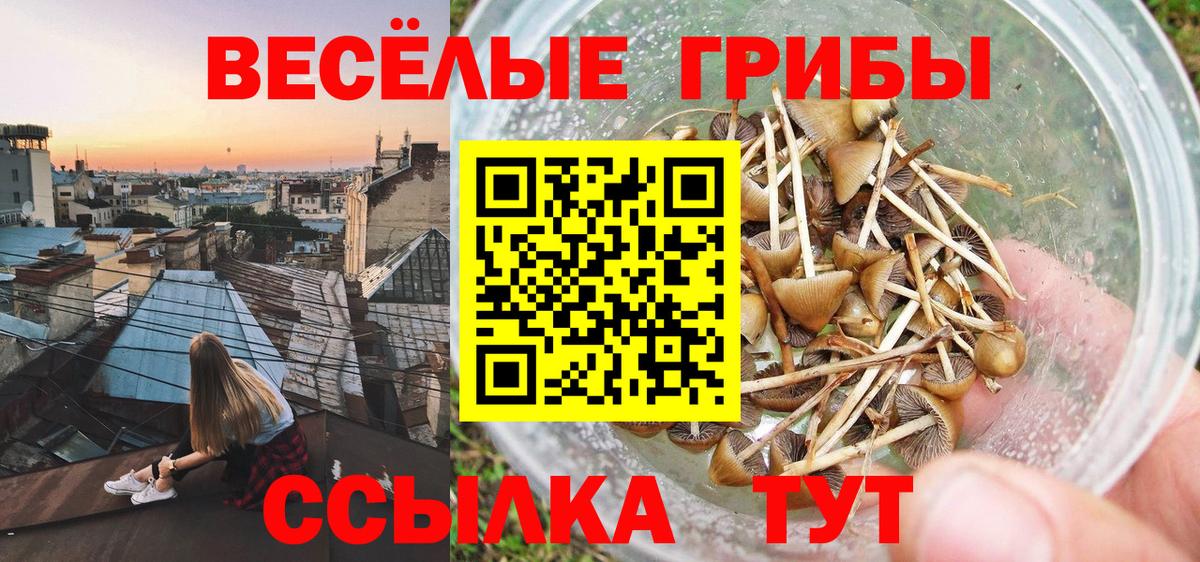 Псилоцибиновые грибы Cubensis  Вход с VPN  Лесной  Псилоцибиновые грибы MAGIC MUSHROOMS 
